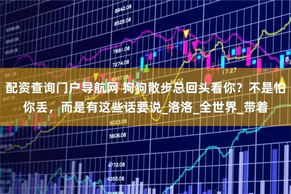 配资查询门户导航网 狗狗散步总回头看你？不是怕你丢，而是有这些话要说_洛洛_全世界_带着